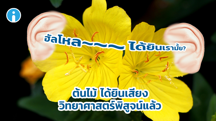 ต้นไม้อาจไม่มีหู แต่วิทยาศาสตร์พิสูจน์แล้วว่า ต้นไม้สามารถได้ยินเสียง
