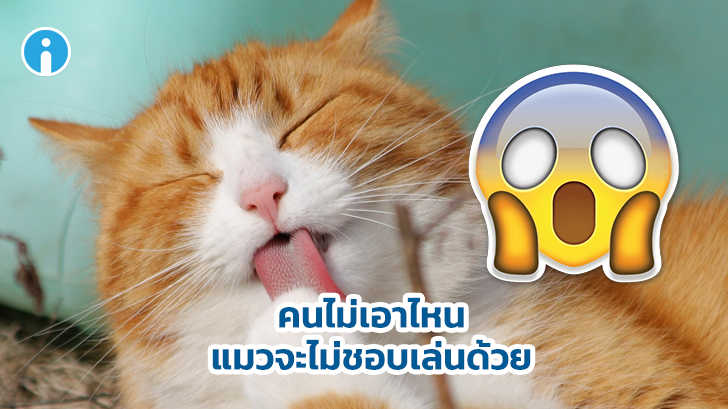 น้องแมว ไม่ใช่สัตว์ที่โลกส่วนตัวสูงอย่างที่เราเข้าใจ งานวิจัยล่าสุดชี้ชัด