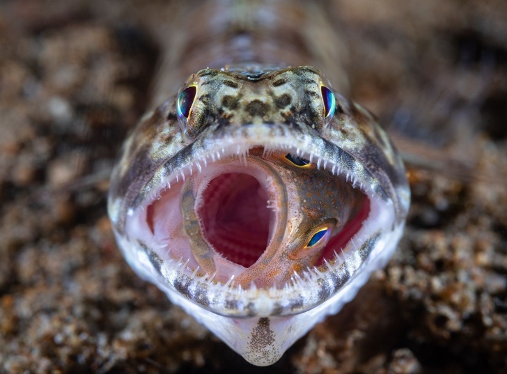 National Geographic ได้เลือกภาพถ่ายที่ดีที่สุดในปี 2018 มาให้รับชมกัน 