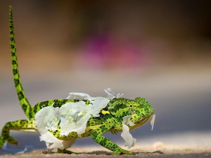 National Geographic ได้เลือกภาพถ่ายที่ดีที่สุดในปี 2018 มาให้รับชมกัน 