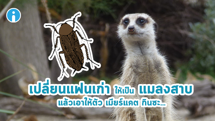 เปลี่ยนแฟนเก่าให้เป็นแมลงสาบ แล้วเอาให้ตัวเมียร์แคตกินซะ ไอเดียเก๋ซะไม่มี