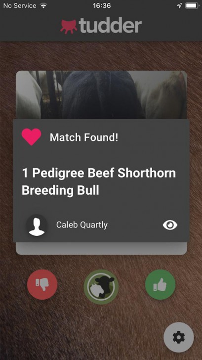 Tinder หลบไป Tudder มาแล้ว แอปปัดขวาหาวัวสำหรับชาวฟาร์ม