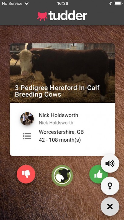 Tinder หลบไป Tudder มาแล้ว แอปปัดขวาหาวัวสำหรับชาวฟาร์ม