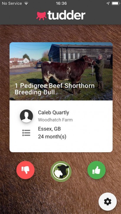 Tinder หลบไป Tudder มาแล้ว แอปปัดขวาหาวัวสำหรับชาวฟาร์ม