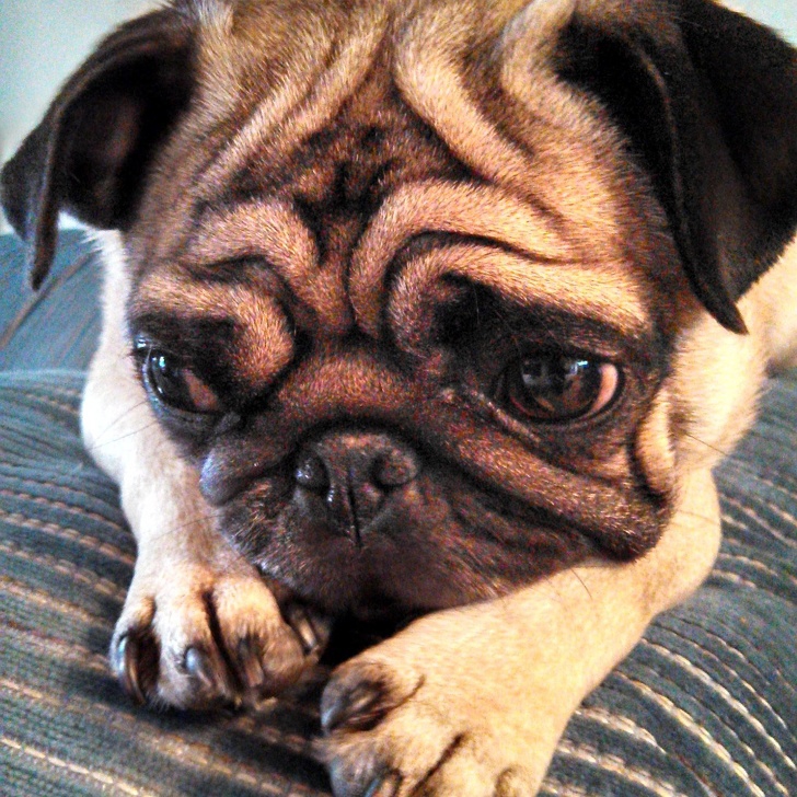 16 น้องแมวน้องหมาเหงาๆ ที่ต้องการอ้อมกอดของมนุษย์มากกว่าสิ่งใดๆ ในโลก