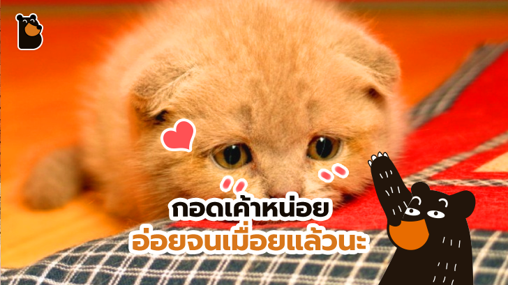 16 น้องแมวน้องหมาเหงาๆ ที่ต้องการอ้อมกอดของมนุษย์มากกว่าสิ่งใดๆ ในโลก