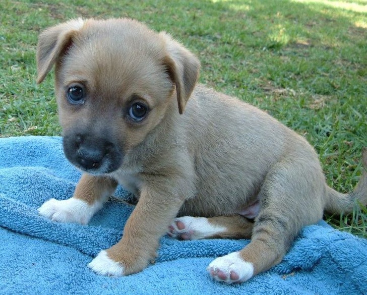 16 น้องแมวน้องหมาเหงาๆ ที่ต้องการอ้อมกอดของมนุษย์มากกว่าสิ่งใดๆ ในโลก