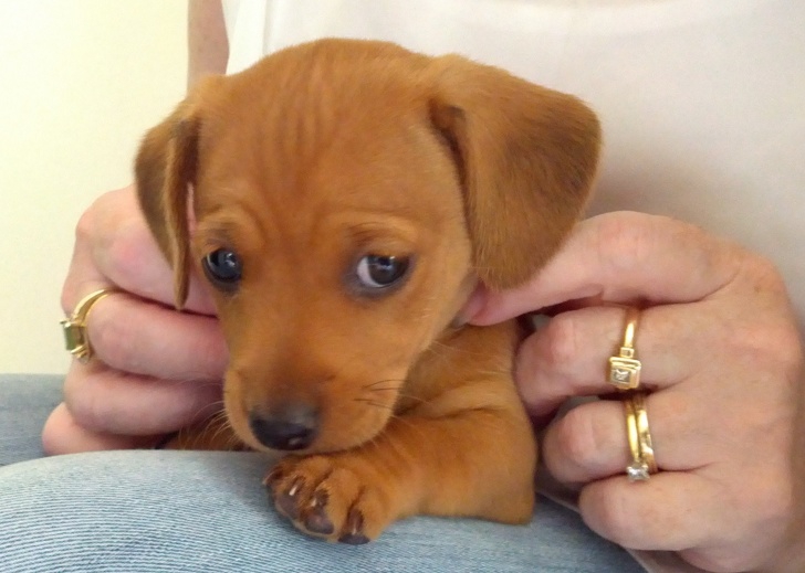 16 น้องแมวน้องหมาเหงาๆ ที่ต้องการอ้อมกอดของมนุษย์มากกว่าสิ่งใดๆ ในโลก