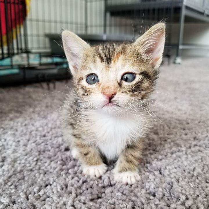 ชายหนุ่มรับเจ้าเหมียวน้อยที่หาบ้านไม่ได้มาเลี้ยง เพราะมันตาเหล่ แต่สำหรับเขามันสมบูรณ์แบบ