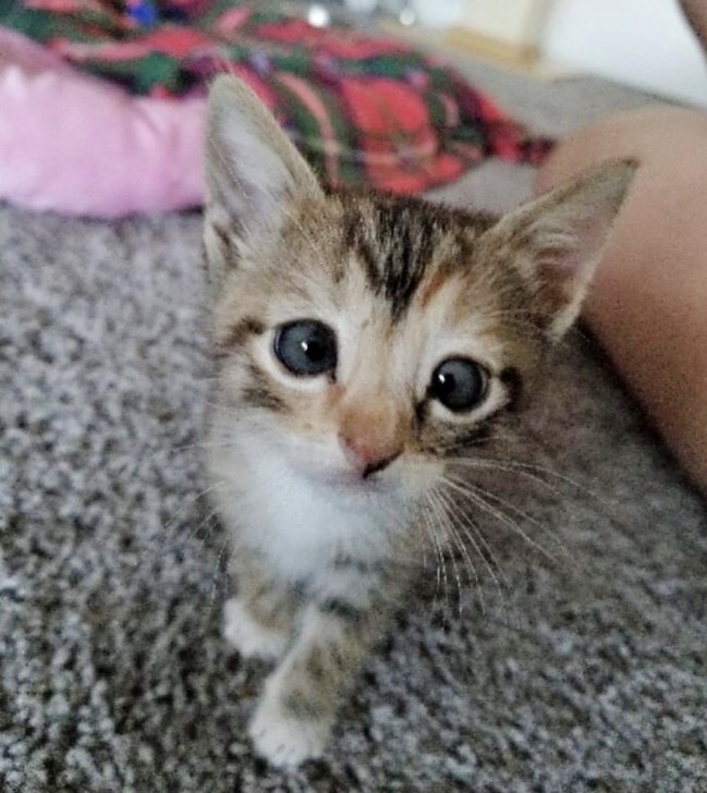 ชายหนุ่มรับเจ้าเหมียวน้อยที่หาบ้านไม่ได้มาเลี้ยง เพราะมันตาเหล่ แต่สำหรับเขามันสมบูรณ์แบบ