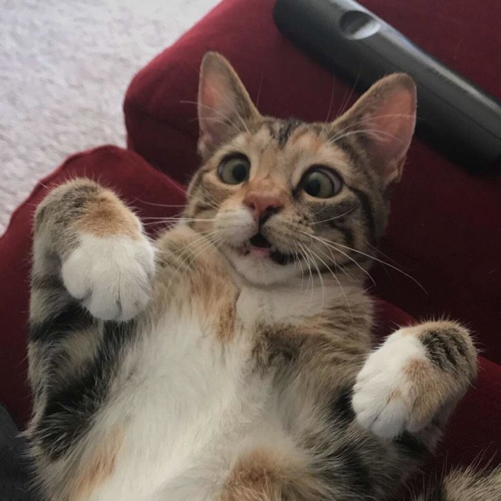 ชายหนุ่มรับเจ้าเหมียวน้อยที่หาบ้านไม่ได้มาเลี้ยง เพราะมันตาเหล่ แต่สำหรับเขามันสมบูรณ์แบบ