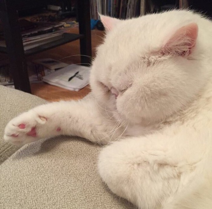  24 เจ้าสัตว์ตัวอ้วนกลมตุ้ยนุ้ยน่ารัก และต้องโดนใจคุณอย่างแน่นอน