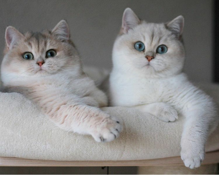  24 เจ้าสัตว์ตัวอ้วนกลมตุ้ยนุ้ยน่ารัก และต้องโดนใจคุณอย่างแน่นอน