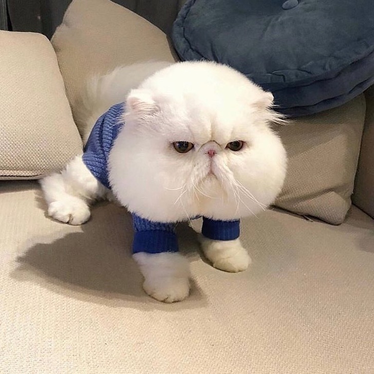  24 เจ้าสัตว์ตัวอ้วนกลมตุ้ยนุ้ยน่ารัก และต้องโดนใจคุณอย่างแน่นอน