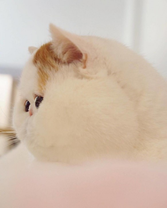  24 เจ้าสัตว์ตัวอ้วนกลมตุ้ยนุ้ยน่ารัก และต้องโดนใจคุณอย่างแน่นอน