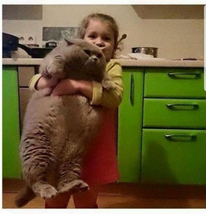  24 เจ้าสัตว์ตัวอ้วนกลมตุ้ยนุ้ยน่ารัก และต้องโดนใจคุณอย่างแน่นอน