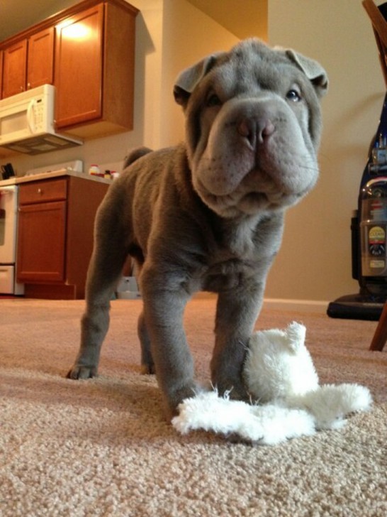  24 เจ้าสัตว์ตัวอ้วนกลมตุ้ยนุ้ยน่ารัก และต้องโดนใจคุณอย่างแน่นอน