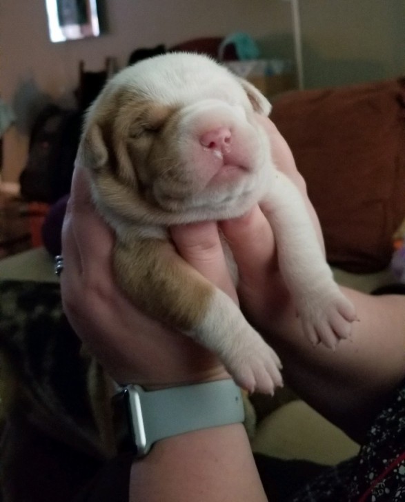  24 เจ้าสัตว์ตัวอ้วนกลมตุ้ยนุ้ยน่ารัก และต้องโดนใจคุณอย่างแน่นอน