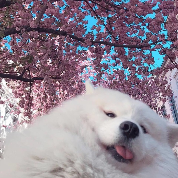  24 เจ้าสัตว์ตัวอ้วนกลมตุ้ยนุ้ยน่ารัก และต้องโดนใจคุณอย่างแน่นอน