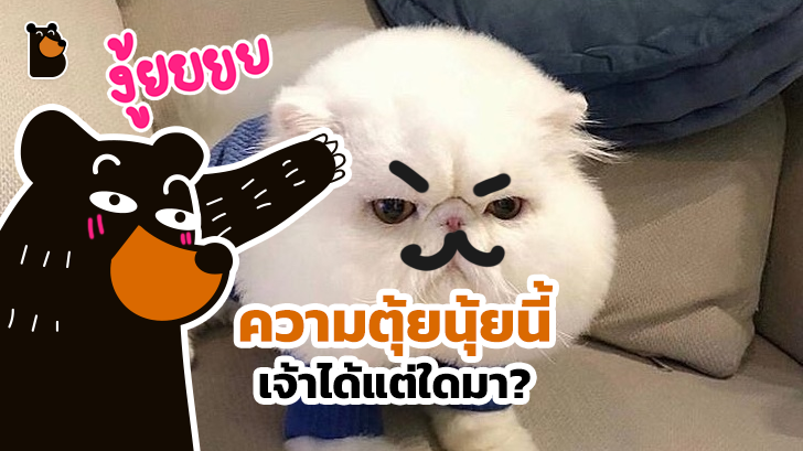 24 เจ้าสัตว์ตัวอ้วนกลมตุ้ยนุ้ยน่ารัก และต้องโดนใจคุณอย่างแน่นอน