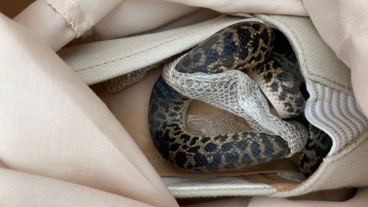 งูอยู่บนเครื่องบินของจริง มาแล้วจ้า ยังดีที่เป็นงูที่สงบเสงี่ยมและไม่มีพิษ