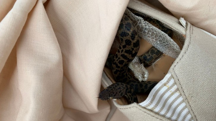 งูอยู่บนเครื่องบินของจริง มาแล้วจ้า ยังดีที่เป็นงูที่สงบเสงี่ยมและไม่มีพิษ