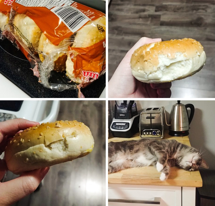 26 ภาพวีรกรรมความป่วนของเจ้าเหมียว ซึ่งบอกได้เลยว่าปวดหัวสุดๆ 