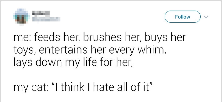 26 ภาพวีรกรรมความป่วนของเจ้าเหมียว ซึ่งบอกได้เลยว่าปวดหัวสุดๆ 