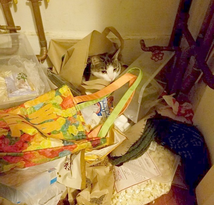 26 ภาพวีรกรรมความป่วนของเจ้าเหมียว ซึ่งบอกได้เลยว่าปวดหัวสุดๆ 