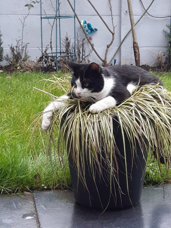 26 ภาพวีรกรรมความป่วนของเจ้าเหมียว ซึ่งบอกได้เลยว่าปวดหัวสุดๆ 