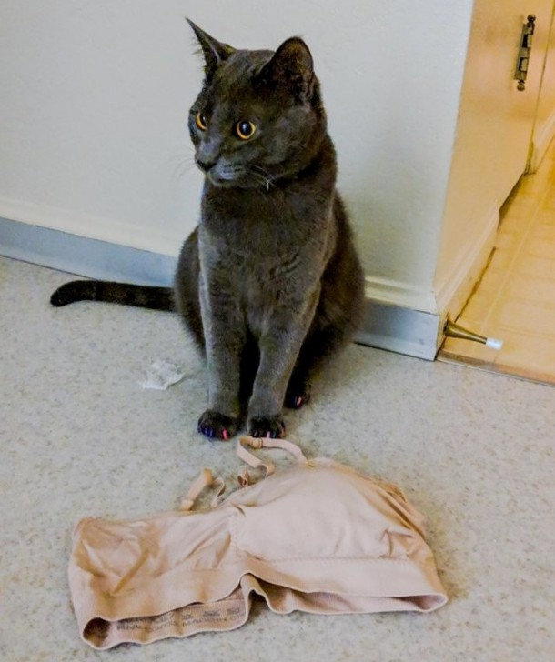 26 ภาพวีรกรรมความป่วนของเจ้าเหมียว ซึ่งบอกได้เลยว่าปวดหัวสุดๆ 