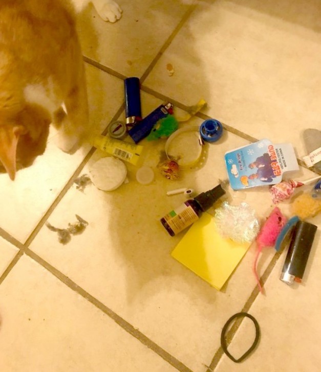 26 ภาพวีรกรรมความป่วนของเจ้าเหมียว ซึ่งบอกได้เลยว่าปวดหัวสุดๆ 