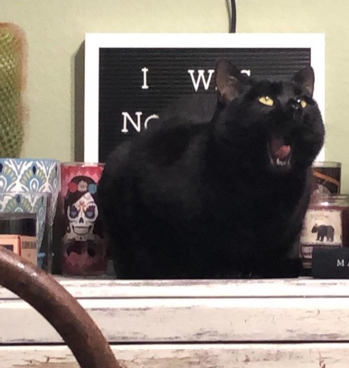 26 ภาพวีรกรรมความป่วนของเจ้าเหมียว ซึ่งบอกได้เลยว่าปวดหัวสุดๆ 