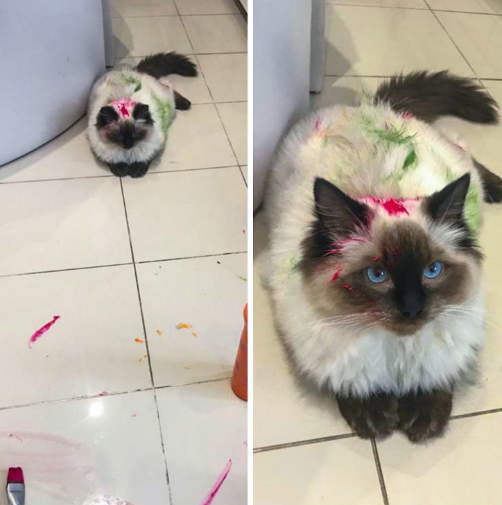 26 ภาพวีรกรรมความป่วนของเจ้าเหมียว ซึ่งบอกได้เลยว่าปวดหัวสุดๆ 