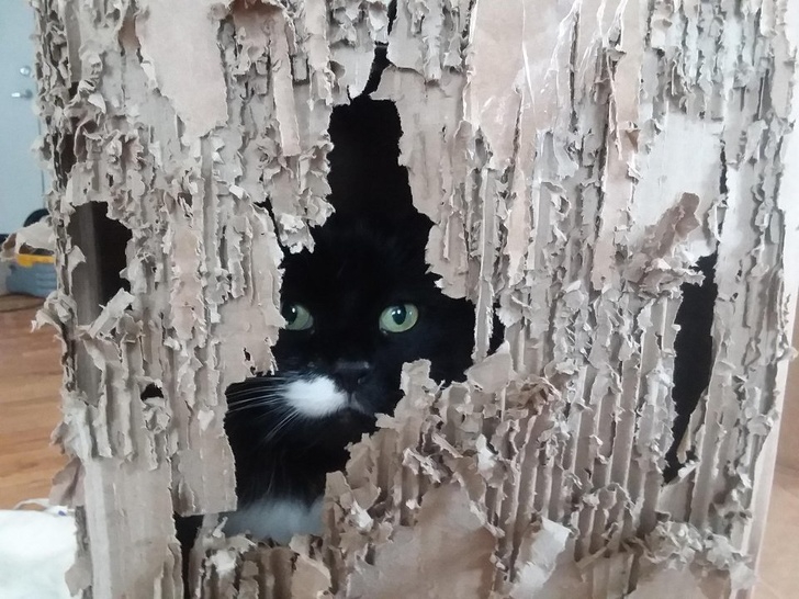 26 ภาพวีรกรรมความป่วนของเจ้าเหมียว ซึ่งบอกได้เลยว่าปวดหัวสุดๆ 