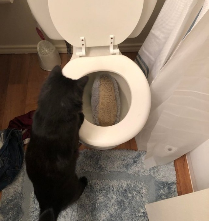 26 ภาพวีรกรรมความป่วนของเจ้าเหมียว ซึ่งบอกได้เลยว่าปวดหัวสุดๆ 