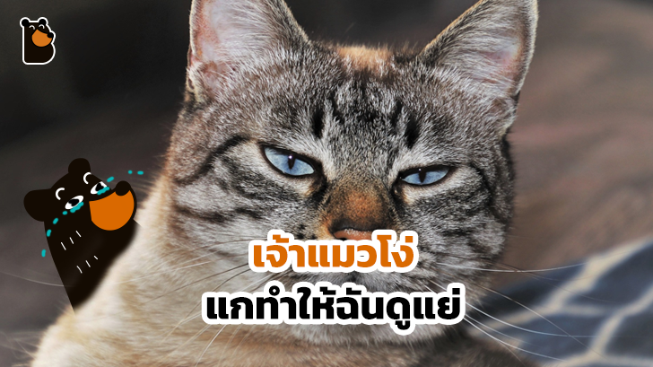 26 ภาพวีรกรรมความป่วนของเจ้าเหมียว บอกได้เลยว่าปวดหัวสุดๆ