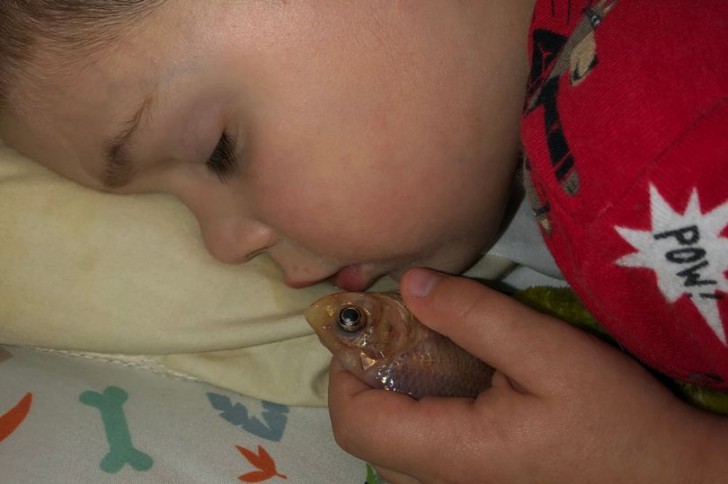 หนุ่มน้อยทำร้ายปลาทองสุดที่รักของตัวเองโดยไม่ได้ตั้งใจ เพียงเพราะว่าเอาปลามานอนกอด