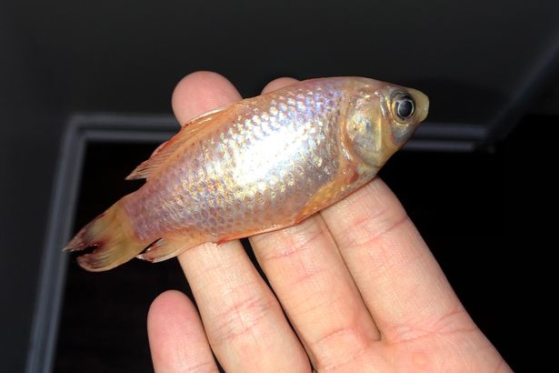 หนุ่มน้อยทำร้ายปลาทองสุดที่รักของตัวเองโดยไม่ได้ตั้งใจ เพียงเพราะว่าเอาปลามานอนกอด หนุ่มน้อยทำร้ายปลาทองสุดที่รักของตัวเองโดยไม่ได้ตั้งใจ เพียงเพราะว่าเอาปลามานอนกอด