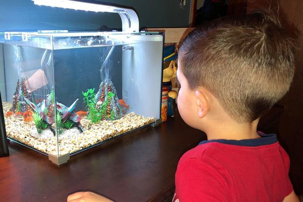 หนุ่มน้อยทำร้ายปลาทองสุดที่รักของตัวเองโดยไม่ได้ตั้งใจ เพียงเพราะว่าเอาปลามานอนกอด หนุ่มน้อยทำร้ายปลาทองสุดที่รักของตัวเองโดยไม่ได้ตั้งใจ เพียงเพราะว่าเอาปลามานอนกอด