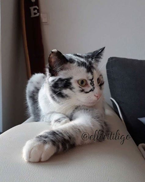 แมวอะไรหว่า เปลี่ยนสีขนตัวเองจากดำเป็นขาว ก็ได้ด้วย?