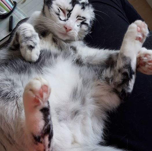 แมวอะไรหว่า เปลี่ยนสีขนตัวเองจากดำเป็นขาว ก็ได้ด้วย?