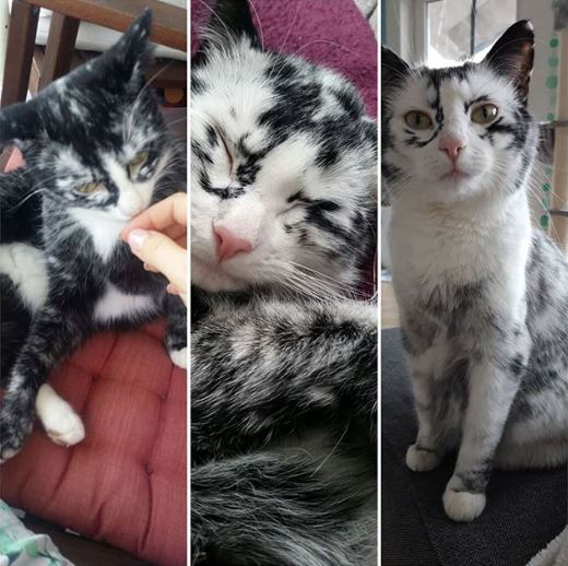 แมวอะไรหว่า เปลี่ยนสีขนตัวเองจากดำเป็นขาว ก็ได้ด้วย?