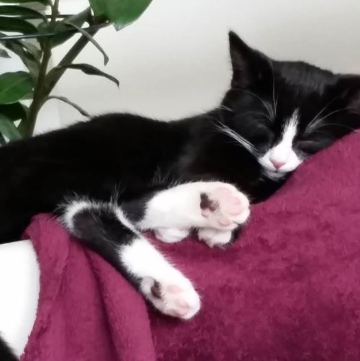 แมวอะไรหว่า เปลี่ยนสีขนตัวเองจากดำเป็นขาว ก็ได้ด้วย?