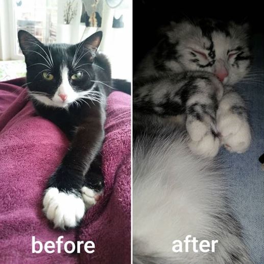 แมวอะไรหว่า เปลี่ยนสีขนตัวเองจากดำเป็นขาว ก็ได้ด้วย?