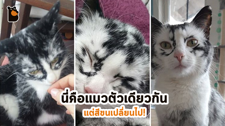 แมวอะไรหว่า เปลี่ยนสีขนตัวเองจากดำเป็นขาว ก็ได้ด้วย?