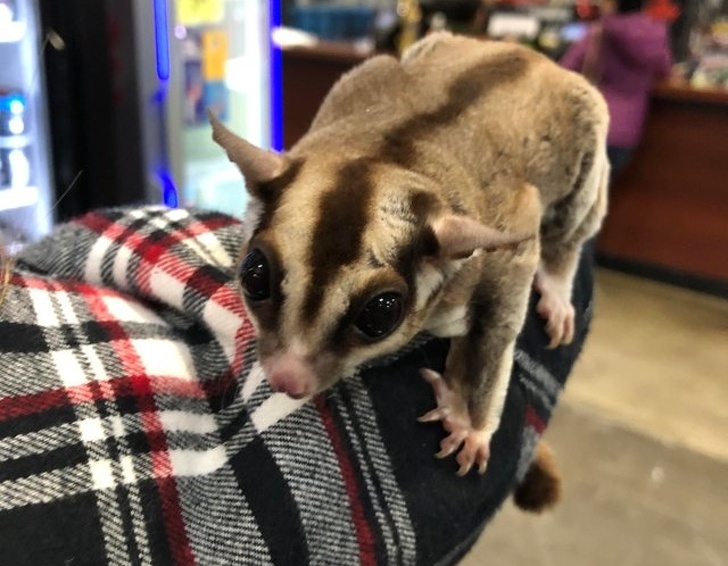 อบอุ่นหัวใจ กับภาพของ 23 สัตว์โลก ที่รู้จักวิธีแสดงความรักต่อผู้อื่น