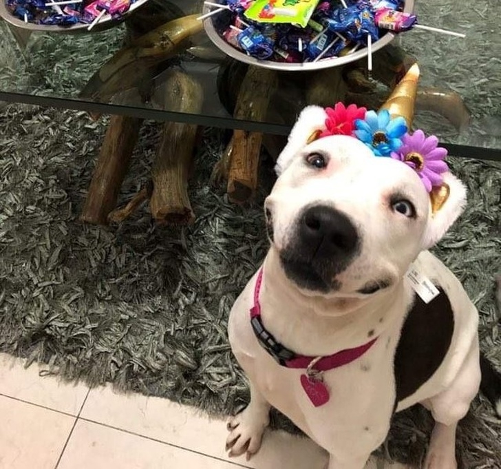 อบอุ่นหัวใจ กับภาพของ 23 สัตว์โลก ที่รู้จักวิธีแสดงความรักต่อผู้อื่น