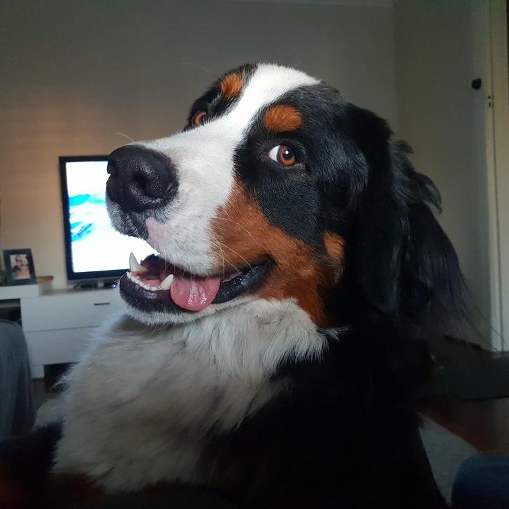 อบอุ่นหัวใจ กับภาพของ 23 สัตว์โลก ที่รู้จักวิธีแสดงความรักต่อผู้อื่น