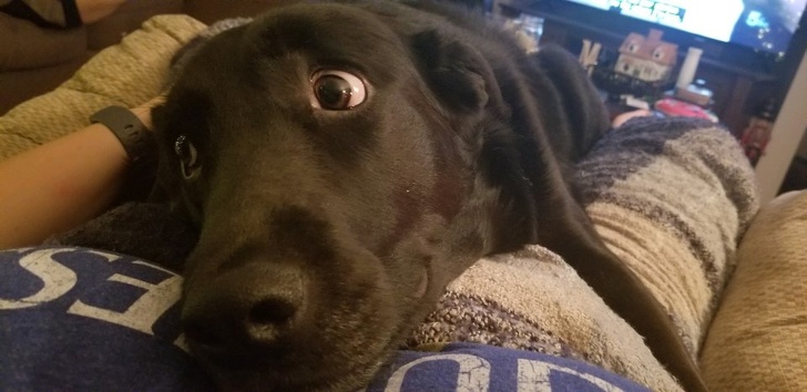 อบอุ่นหัวใจ กับภาพของ 23 สัตว์โลก ที่รู้จักวิธีแสดงความรักต่อผู้อื่น